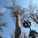 세계에서 가장 위험한 절벽 길과 가장 오래된 나무 이미지