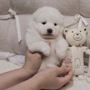 루카메디컬 | 당산동강아지분양 사모예드분양 가격