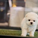 도그마루 강아지 고양이 양산화명점 이미지