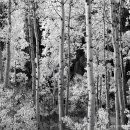 William Neil / Tree 이미지