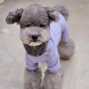 펫 디자인(강아지 옷 만들기) 이미지