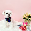 몽개몽개 애견미용실 이미지