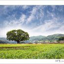 느티나무 이미지