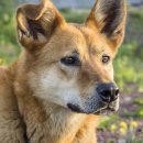 연성 동물병원 이미지