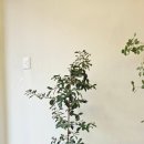 나인그램커피 송도점 | 대구 개업화분, 구아바나무로 센스있게 ! 대봉동 당일 배송 식물