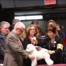 도그뉴스 이미지