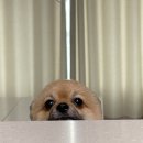 멍발란스 이미지