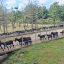 토종흑염소 이미지