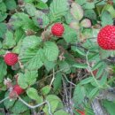 화수목 농원 이미지