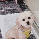 세종애견미용 이미지