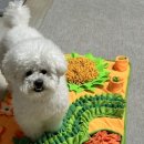 도그드살롱 이미지