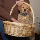 이쁜강아지 이미지