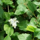 섬국수나무 Spiraea insularis (Nakai) H. Shin, Y.D. Kim & S.H.Oh 이미지