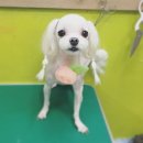 강사모백화점 이미지