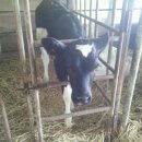 인보목장 이미지