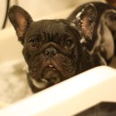 다다다펫그루밍 이미지