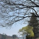 은파호수공원 9-4 | 군산 은파호수공원 벚꽃 야시장 후기 운영시간 주차 정보