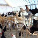 숲속청계농장 | 생생정보 나나랜드 강원 고성 숲속청계농장 단짝 부부 청계 농장 위치 정보