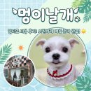 말티즈 뚜띠의 여름 준비, 부평 삼산동 ”멍이날개” 미용 후기 🐾✂️☀️
