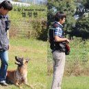 막둥이애견 이미지