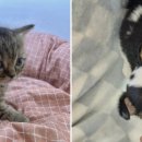 강아지분양 고양이분양 도그마루 무료 검단점 이미지