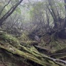 포레스트 오션(Forest Ocean)