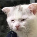 캘리그라피(기초) 이미지