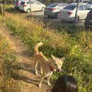 대전야생동물구조관리센터 동물병원 | 전국 동물보호센터 위치별 전화번호