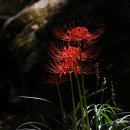 선운사꽃무릇 이미지