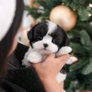 정애켄넬 이미지