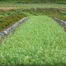 비타민 숲 이미지