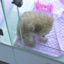 내품안의 반려견 김포점 이미지