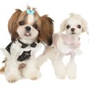 퍼피엔젤 이미지