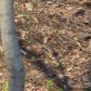 지에스(GS)25 중곡새싹점 | 2026.04.08 화담숲 벚꽃 개화 상황 &amp; 예약 시간 늦을 경우&amp;일찍 갈 경우!! 아이랑 주차 꿀팁!!