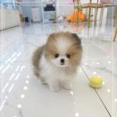 꽃강아지 이미지