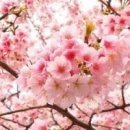 잘굴러당구클럽 Daum카페