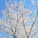 보람어린이공원 | 수원 광교호수공원 벚꽃명소 가볼만한 곳 행복한들...팁 및 푸른 숲 도서관l 프라이부르크 전망대 구경후기