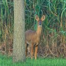 삼회리 강변 자전거길 | [양산/물금] 🌼 양산 황산공원 봄나들이 | 유채꽃, 튤립, 자전거 대여까지!