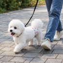 쓰리독 | 수컷 강아지 기저귀 생리대 라비앙독 배변 훈련 패드 추천후기