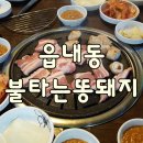 불타는똥돼지