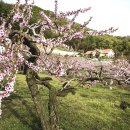 복사꽃피는마을 이미지