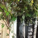 베조아니 이미지