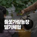 가람농장 | 연천 들꽃가람농장 딸기따기 체험 후기｜단 하루 반값 이벤트 놓칠 수 없었지!