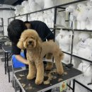 미용하는 훈련사 이미지