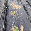 효자 정신비 이미지