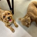 컴페니언바이주문진 | 강릉애견동반펜션 2박3일 바닷가촌캉스후기 컴페니언바이주문진