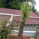 은아네집 이미지