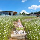 가평블루베리힐 | 가평 야외 카페 설악 감성 대형카페 샤스타데이지 만개