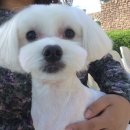 즐겨찾개 이미지