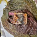 갯벌 | 강화도 장어 맛집 추천｜강나루숯불장어 갯벌장어 솔직후기 (+인삼장어죽 감동포인트)